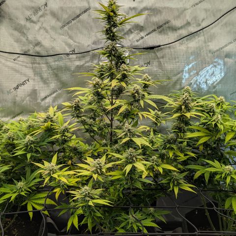 GG #4 growlog photo: Mitte
