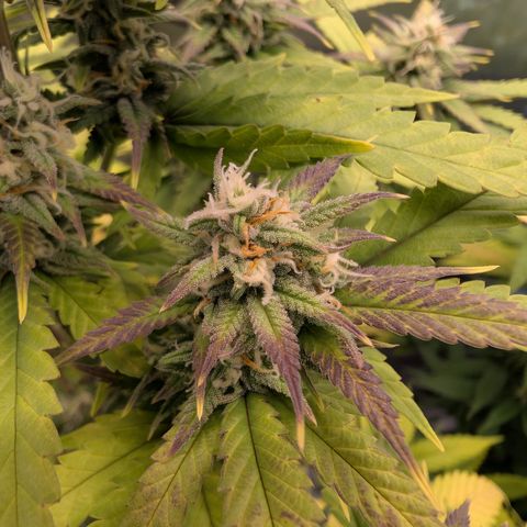 GG #4 growlog photo: Mitte