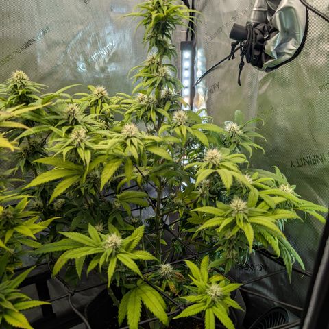 GG #4 growlog photo: Rechts