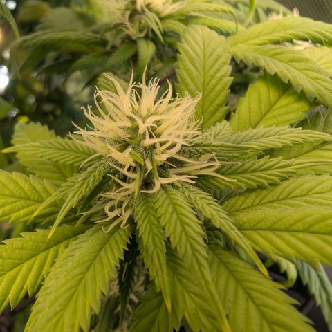 GG #4 growlog photo: Rechts