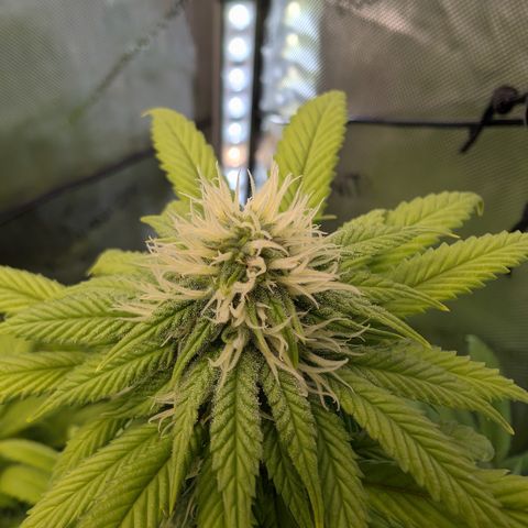 GG #4 growlog photo: Rechts