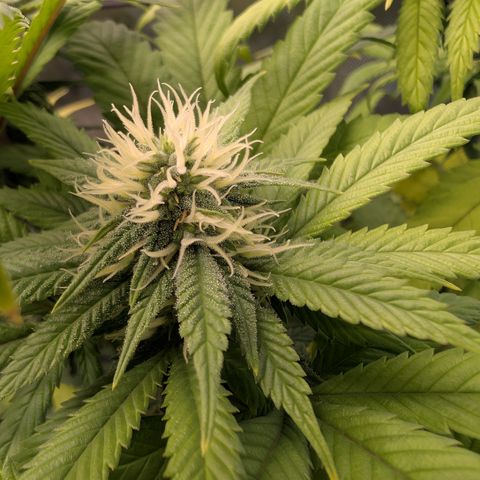 GG #4 growlog photo: Rechts