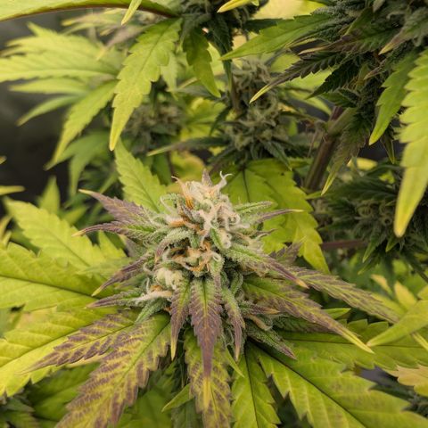 GG #4 growlog photo: Mitte