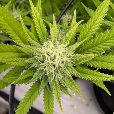 GG #4 growlog photo: Links