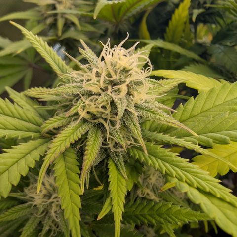 GG #4 growlog photo: Links