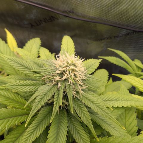 GG #4 growlog photo: Rechts