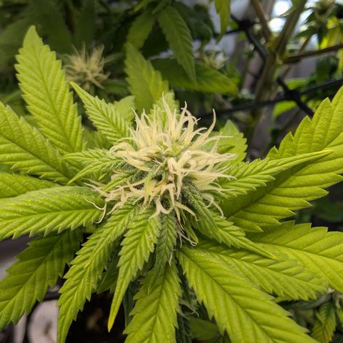 GG #4 growlog photo: Rechts
