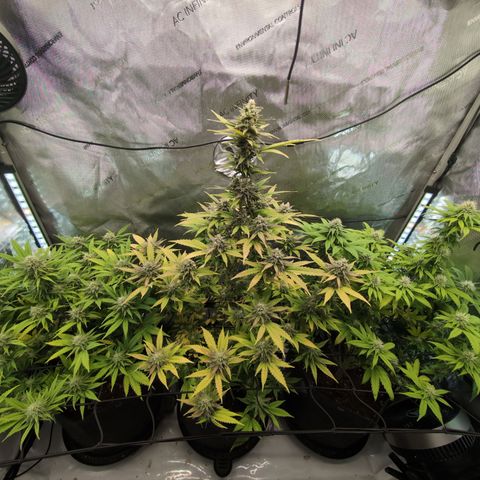 GG #4 growlog timeline photo
