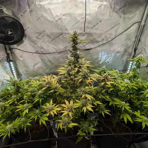 GG #4 growlog timeline photo
