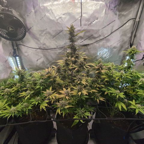 GG #4 growlog timeline photo