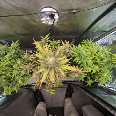 GG #4 growlog timeline photo