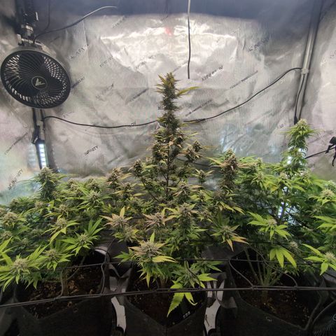GG #4 growlog timeline photo