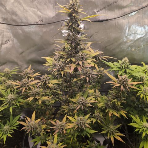 GG #4 growlog timeline photo