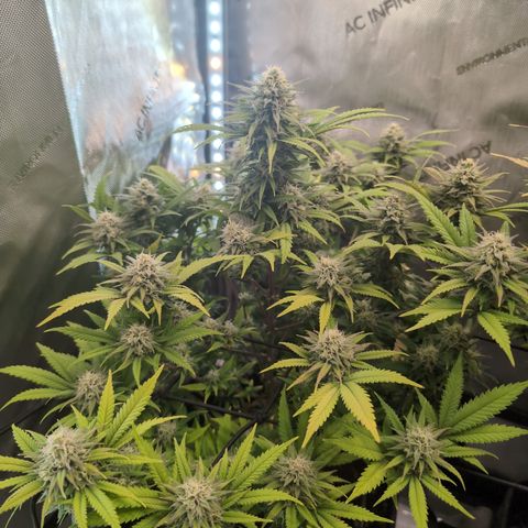 GG #4 growlog timeline photo