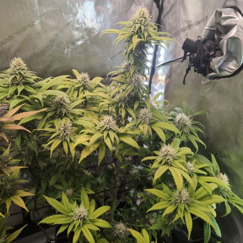 GG #4 growlog timeline photo