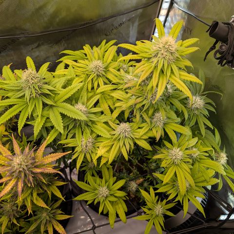GG #4 growlog timeline photo