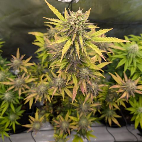 GG #4 growlog timeline photo