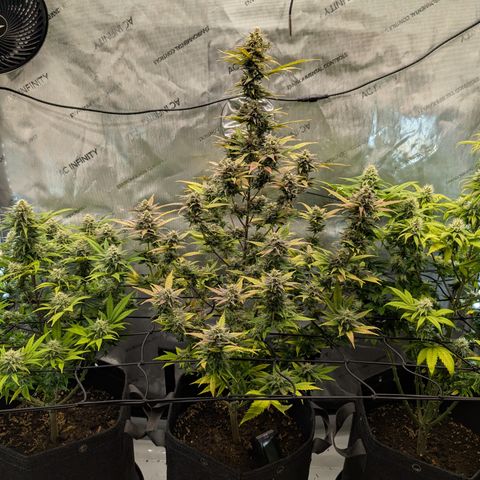 GG #4 growlog timeline photo