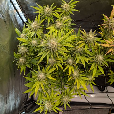 GG #4 growlog timeline photo