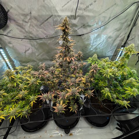 GG #4 growlog timeline photo