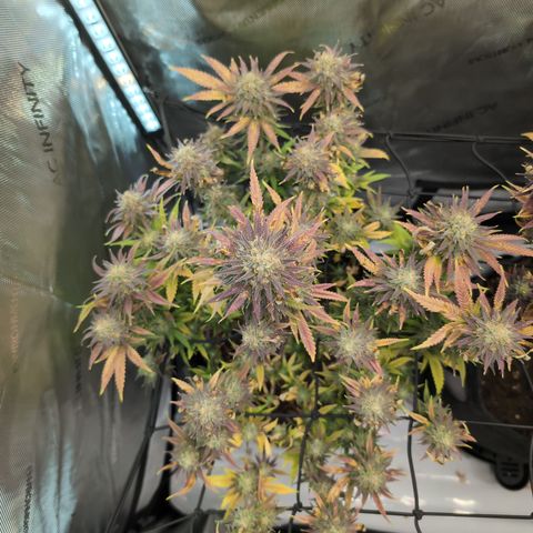 GG #4 growlog timeline photo
