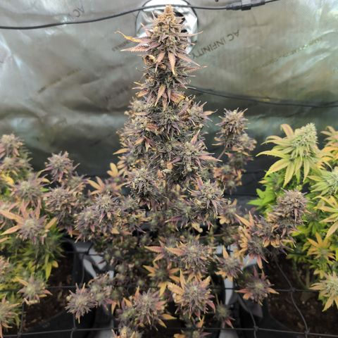 GG #4 growlog timeline photo