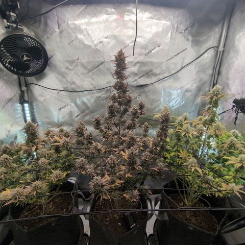GG #4 growlog timeline photo