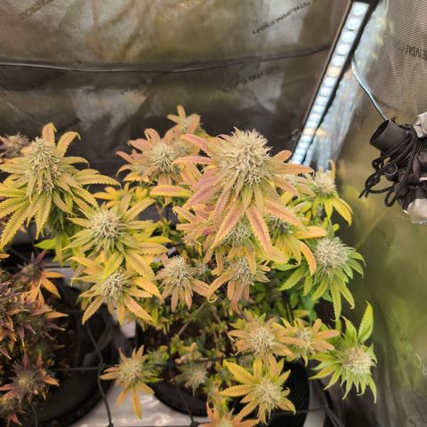 GG #4 growlog timeline photo