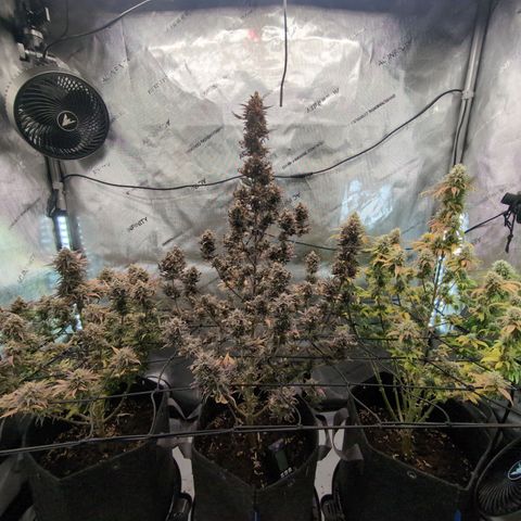 GG #4 growlog timeline photo