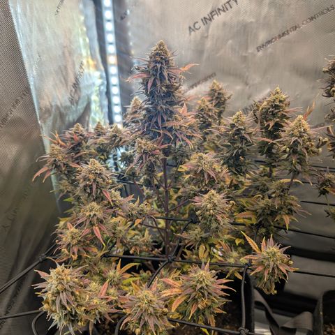 GG #4 growlog timeline photo