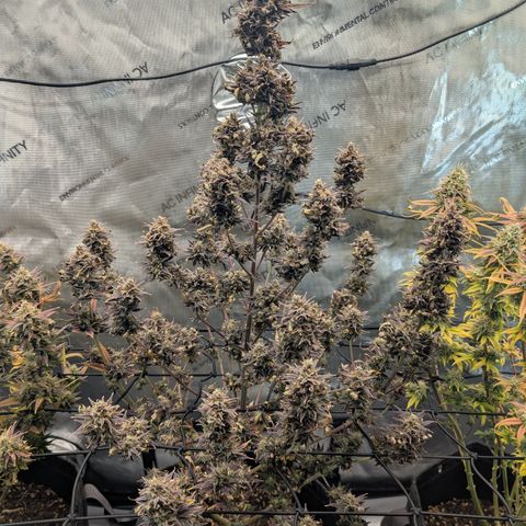GG #4 growlog timeline photo