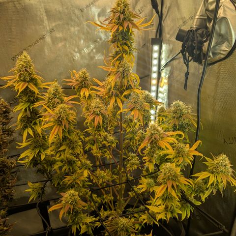 GG #4 growlog timeline photo