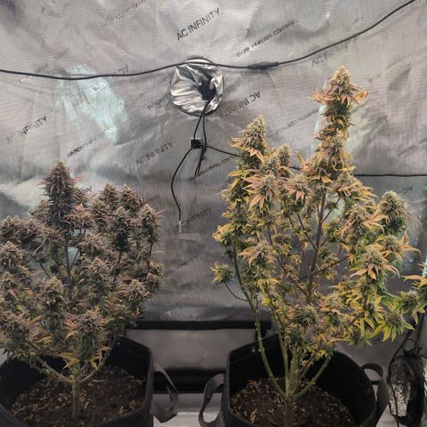 GG #4 growlog timeline photo