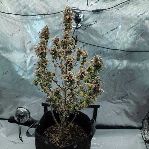 GG #4 growlog timeline photo