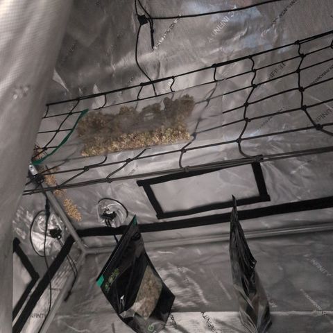 GG #4 growlog timeline photo