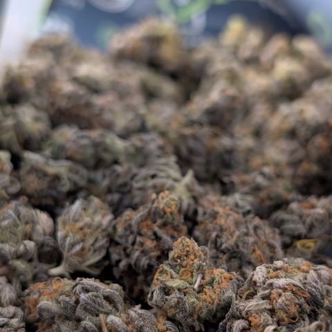 GG #4 growlog timeline photo