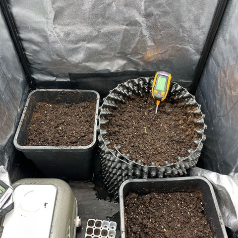 Pink Runtz Auto growlog photo: Umgetopft 
- Erste Wurzeln waren sichtbar 
- PH- Wert Boden : 6.8
- noch kein Dünger 