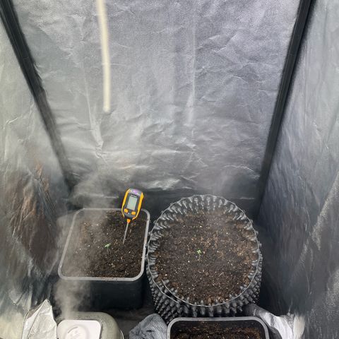 Pink Runtz Auto growlog photo: -noch nicht gegossen 