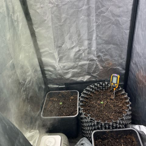 Pink Runtz Auto growlog photo: - PH-Wert 6,8 (sollte nach dem nächsten Gießen auf 6,5 runter) 
- leichte hellgrüne - gelbliche Verfärbung (oben links) bringt erste Kopfschmerzen 