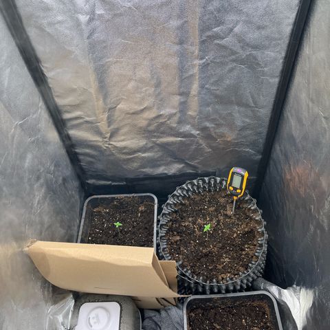 Pink Runtz Auto growlog photo: - immernoch nicht gegossen nach umtopfen 
