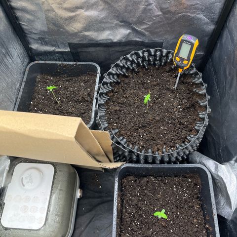 Pink Runtz Auto growlog photo: Erstes Mal gegossen (Sprühglasche) 
Auf 5L Wasser:
- 5 ml Wurzel Complex 
- 2,5 ml TNT Complex
- 2 ml Power Zyme 
- ein Tropfen SuperVit 
- Ph-Wert mit PH- auf 6,5 gebracht 