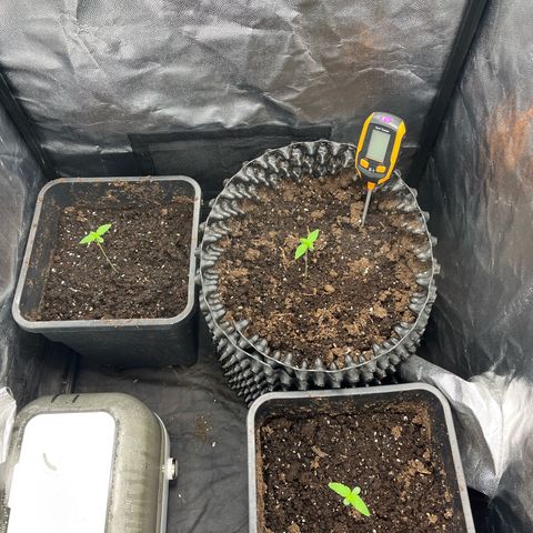 Pink Runtz Auto growlog photo: Späte Sämlingsphase 
