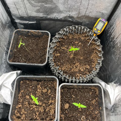 Pink Runtz Auto growlog timeline photo