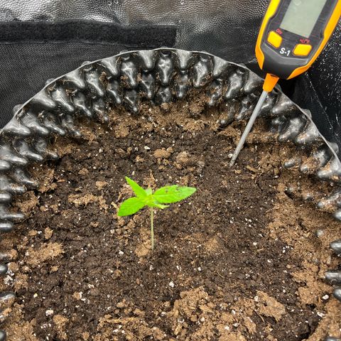 Pink Runtz Auto growlog timeline photo