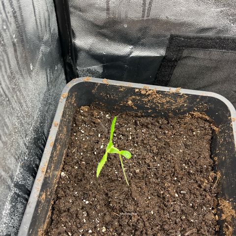 Pink Runtz Auto growlog timeline photo