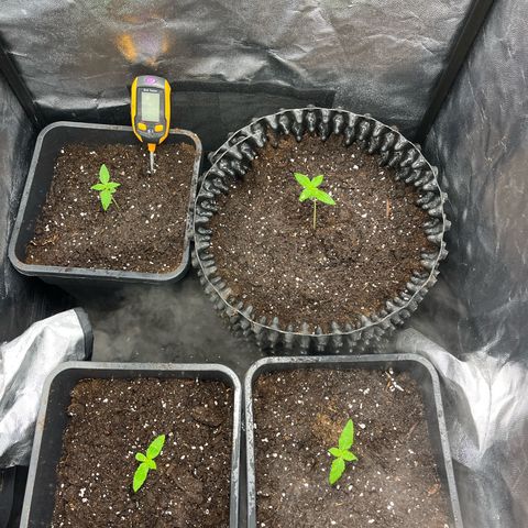 Pink Runtz Auto growlog timeline photo