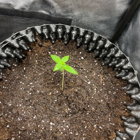 Pink Runtz Auto growlog timeline photo