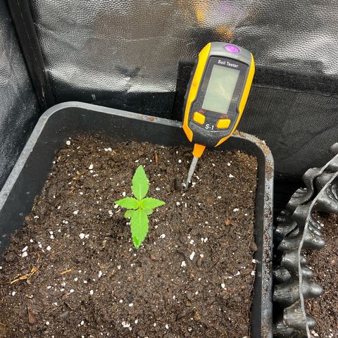 Pink Runtz Auto growlog timeline photo