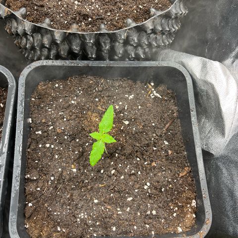 Pink Runtz Auto growlog timeline photo