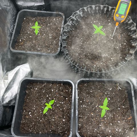 Pink Runtz Auto growlog timeline photo
